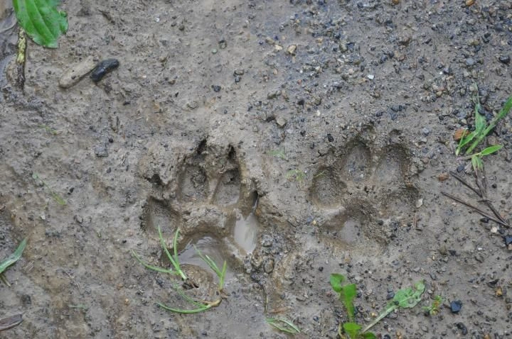 Rabbit Tracks