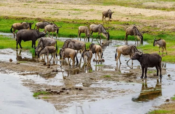 Why Do Animals Migrate?