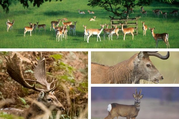 35 Deer Species Around the World