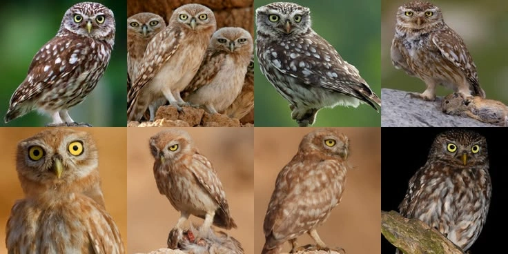 How to Identify Owl Species