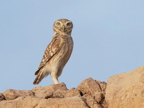20. Little Owl