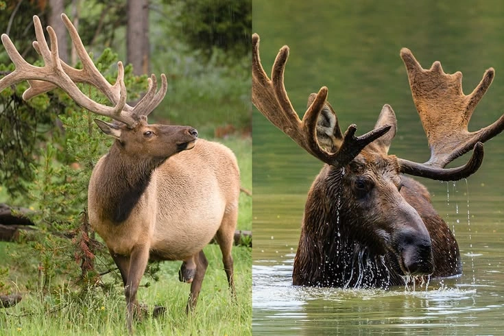 Moose Habitat vs Elk Habitat