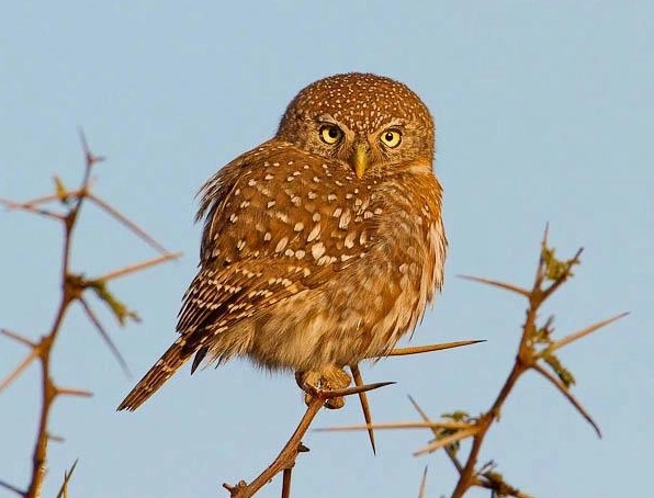 33. Pearl-spotted Owlet