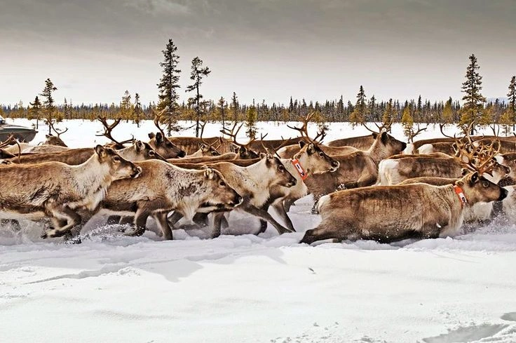 7. Reindeer