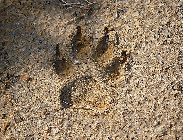 Fox Tracks