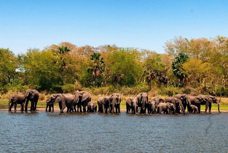 Animal Migration Routes Around the World