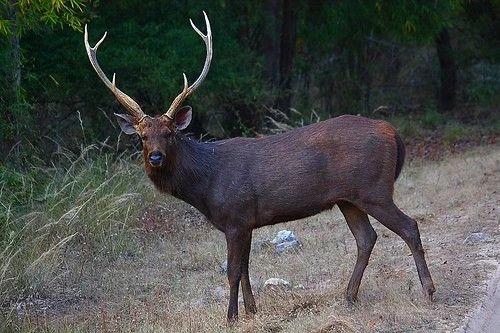 22. Sambar Deer