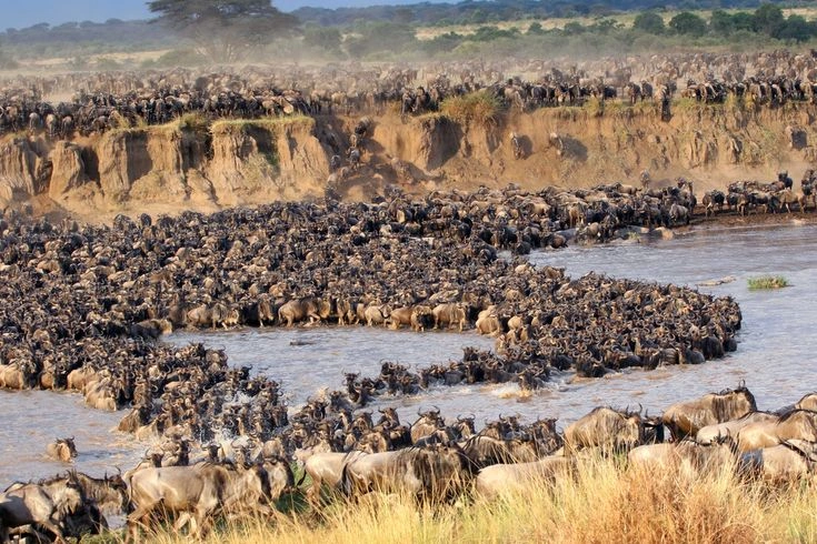 How Animals Know Where to Go