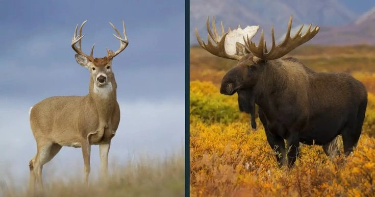 Moose Weight vs Elk Weight