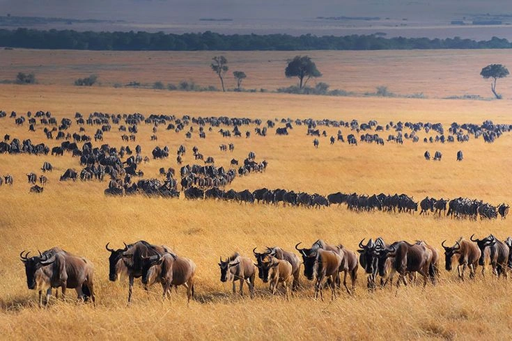 Why Animal Migration Paths Matter