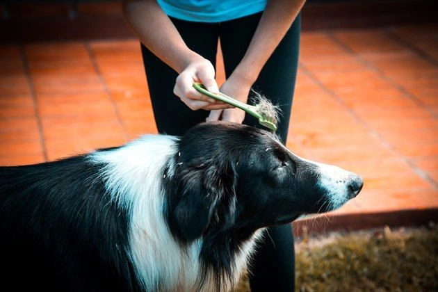 Grooming and Coat Care