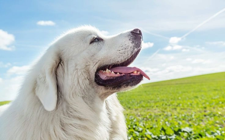 Great Pyrenees Temperament