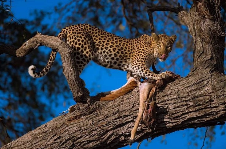 How Do Leopards Hunt?