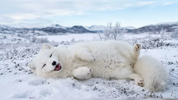 Arctic Fox