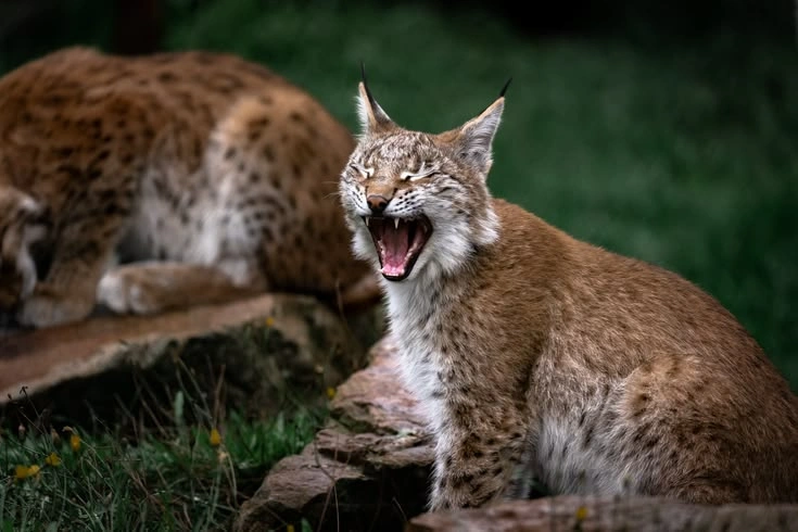 Bobcat