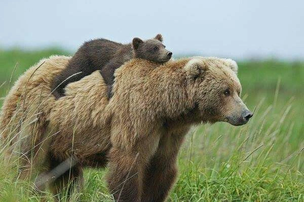 Why Are Bears Still Important in Norway?