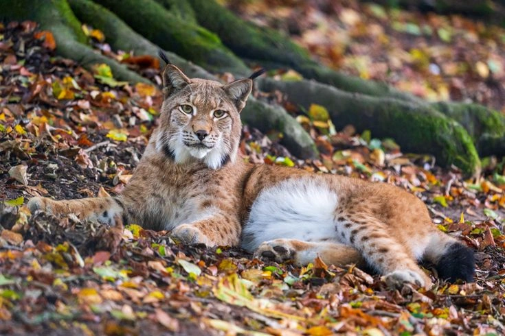 Eurasian Lynx
