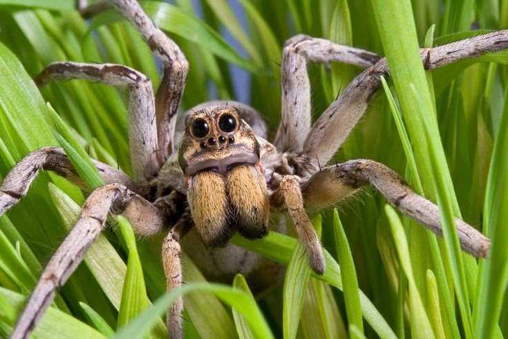 How to Keep Wolf Spiders Out of Your Home