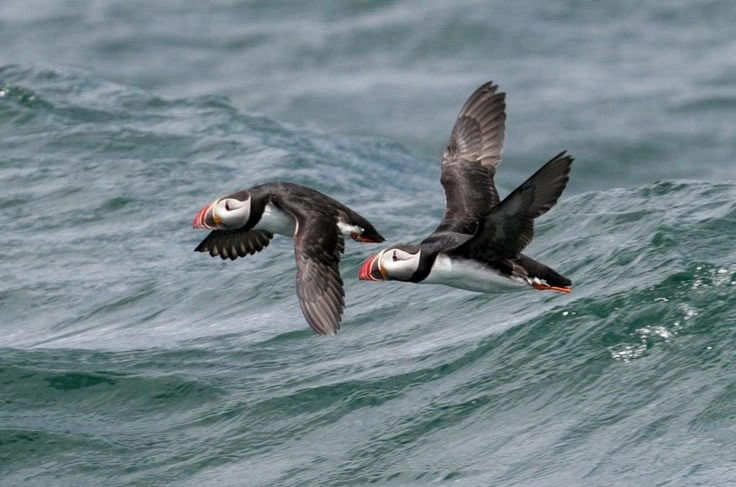 Puffins and Seabirds