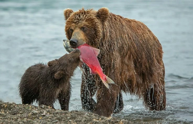 What Do Bears in Norway Eat?
