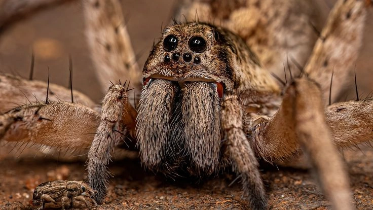 Are Wolf Spiders Dangerous?