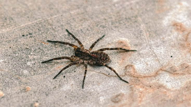 How to Keep Wolf Spiders Out of Your Home