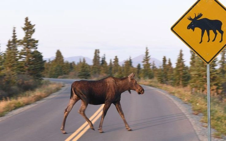 Immediate Steps After Hitting a Moose