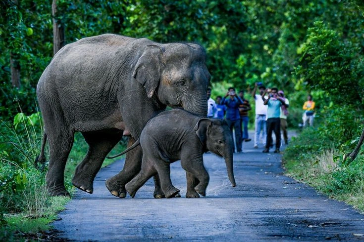 Understanding Human-Wildlife Conflict