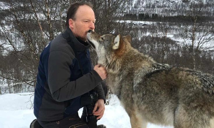 Are Wolves Dangerous to People in Norway?