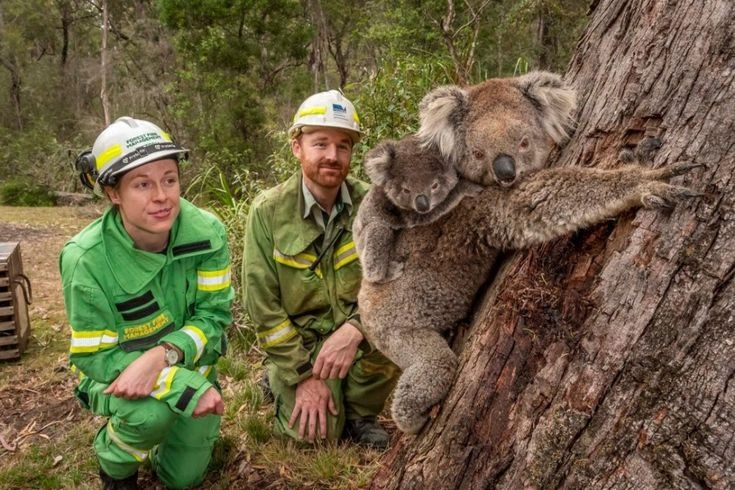 Handling Human Wildlife Conflicts