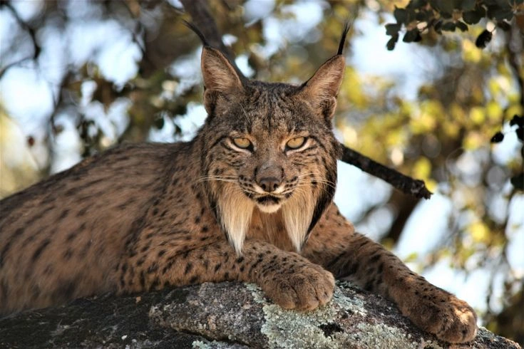 Iberian Lynx