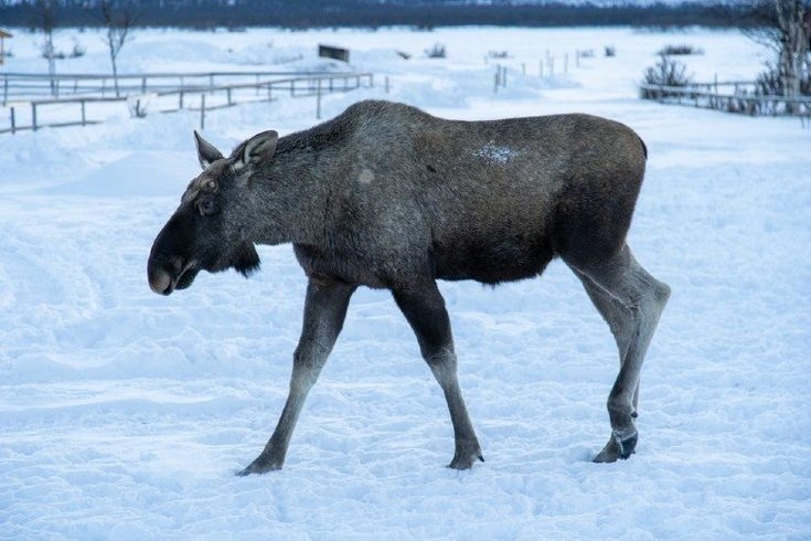 Habitat of Moose in Norway