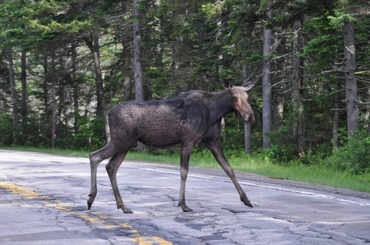 Calling the 02800 Fallvilt Number After a Moose Accident:Hit a Moose in Norway