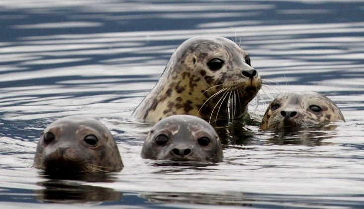Seals and Walruses