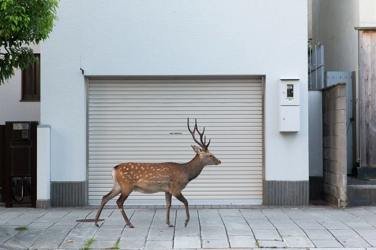 Deer Collision Insurance Claims: Cost and Coverage Factors