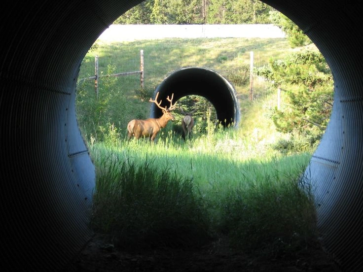 How Wildlife Corridors Are Designed