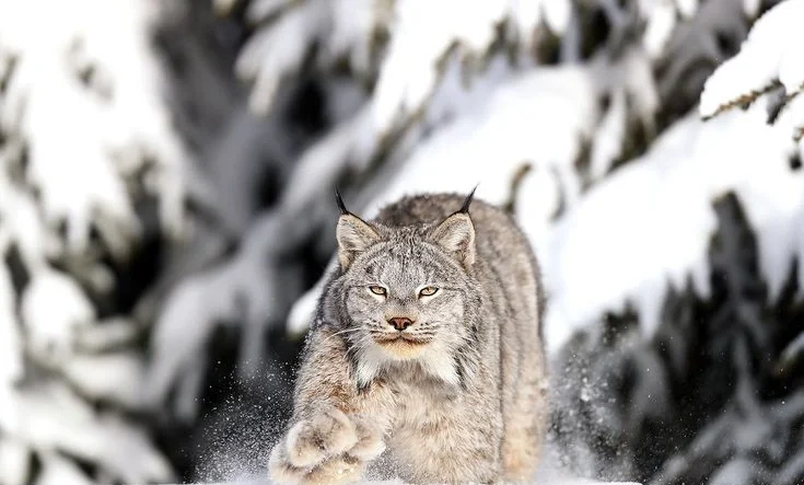 Canada Lynx
