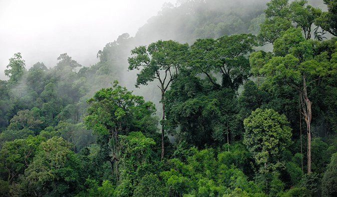 Complete Guide to the Amazon Rainforest: Location, Map, and Unique Wildlife