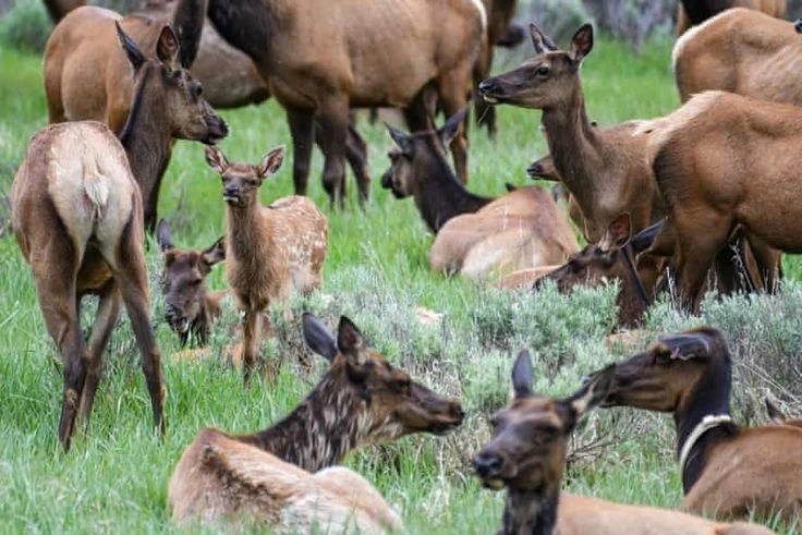 Assuming the Viltnemnda Controls All Wildlife