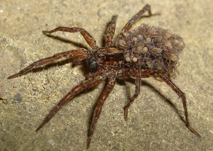 Is a Wolf Spider Poisonous?