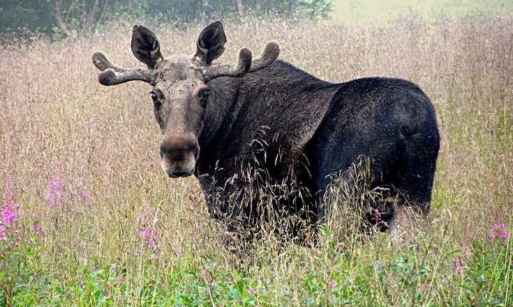 Wild Moose vs Wildlife Parks