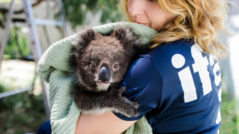 5. How to Safely Handle an Injured Wild Animal