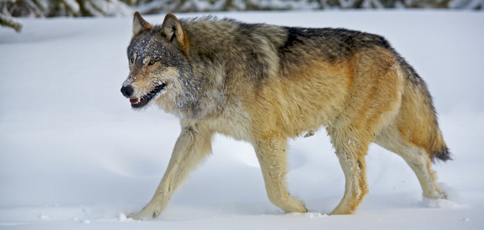Wolf_Yellowstone_Henry-H.-Holdsworth-5-fin_Web