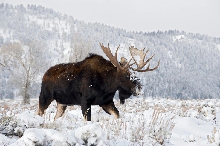 Behaviour of Moose in Norway