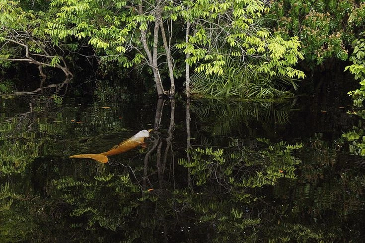 Unique Plants Found in the Amazon