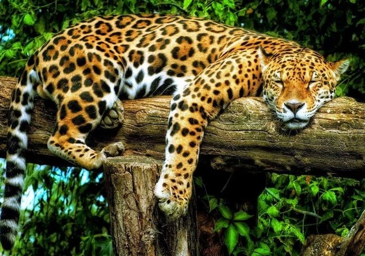 What Is a Leopard?