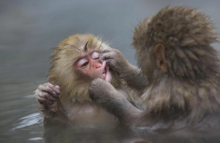 Why Did the Stuffed Monkey Matter So Much?