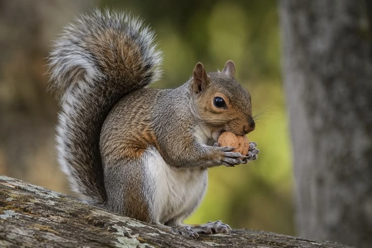 Interesting Squirrel Facts