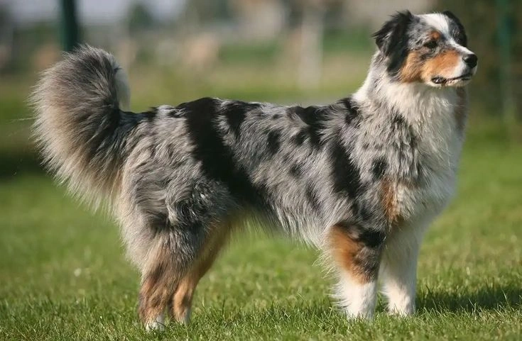 Australian Shepherd Overview