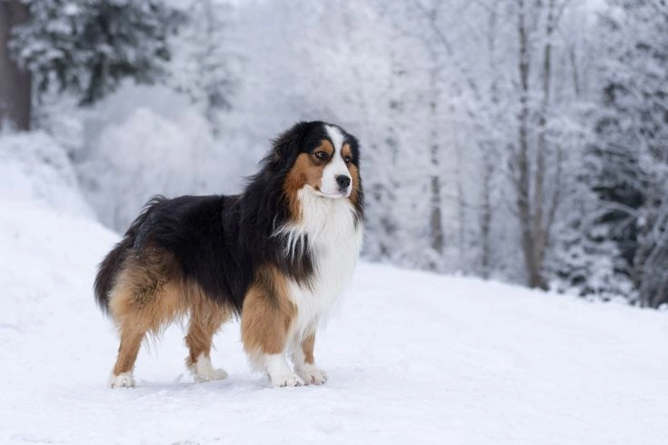 Australian Shepherd Grooming